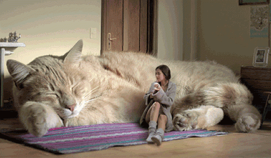 Нумерология: какое домашнее животное тебе подходит