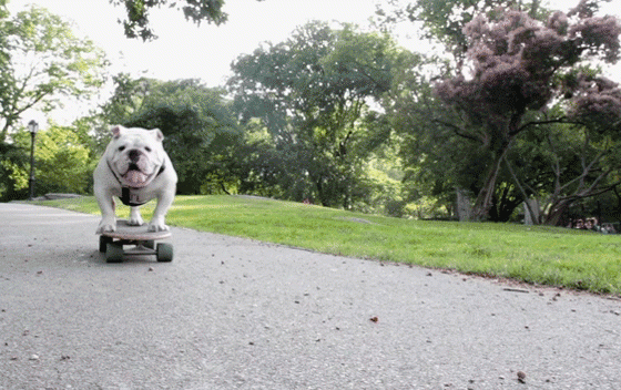 Трогательная история Сильвестра Сталлоне и его пса Баткуса! Ты будешь плакать, как и мы!