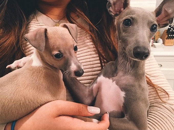 Норман и Бэмби