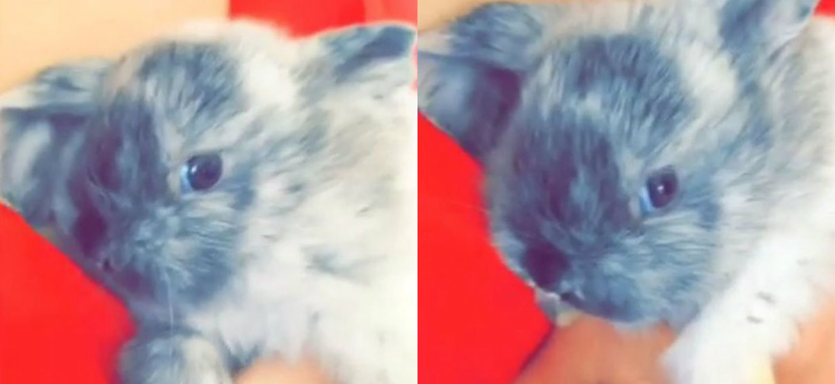 кролик Брюс