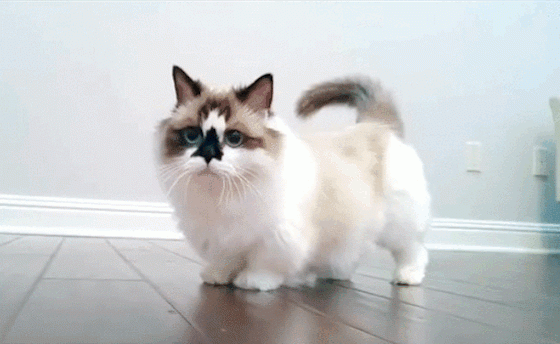 Это нужно видеть! Кот прошел по подиуму модного шоу