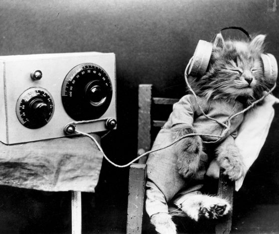 Фестиваль, на котором ты точно найдешь именно свою кошку