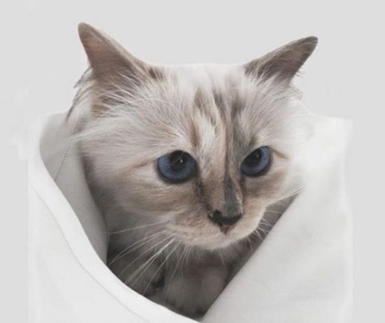 Кошка Лагерфельда зарабатывает 3 миллиона евро в год!