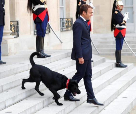 Мы восхищены! Президент Франции Эммануэль Макрон взял собаку из приюта!