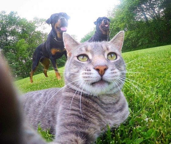 У этих животных подписчиков в Instagram больше, чем у тебя!