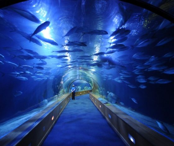 Директора океанариума «Крокус Сити» убили во время утренней пробежки