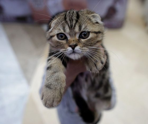 В Москве пройдет фестиваль, на котором ты точно найдешь именно свою кошку