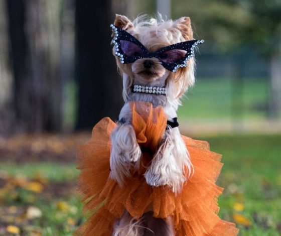 Ты слышал о фэшн-собачке Лоле?