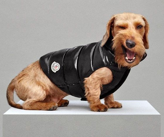 Не только же нам спасаться от холодов в пуховиках: Moncler представили коллекцию для собак!