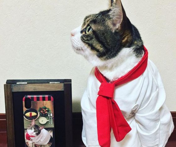 Этот кот очень популярен в Сети! Все дело в костюмах