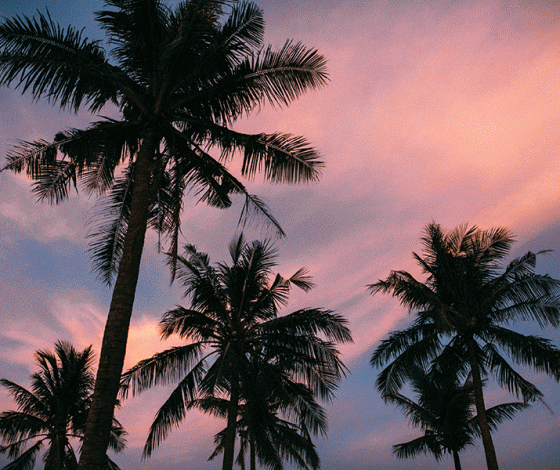 Плавали, знаем: почему надо бросить все и уехать на фестиваль Epizode во Вьетнам