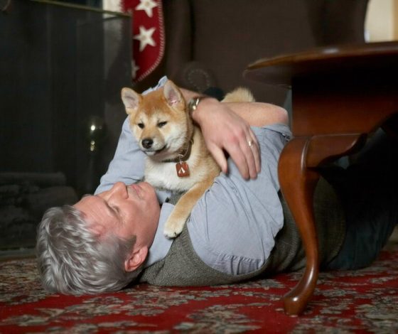 Тест: если бы ты был собакой, то какой породы?