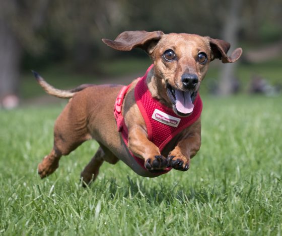 Странный рейтинг! Все самые популярные кошки и собаки года!