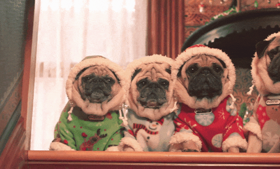 2018-й — год Желтой Земляной Собаки: что это значит?