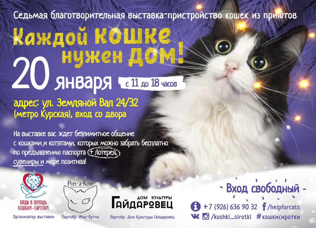 Выставка кошек буклет. Выставка кошек в барнауле 2023. Выставка кошек энгельс тц облака 2023. Визитка на выставку кошек. Выставка кошек 20 января.