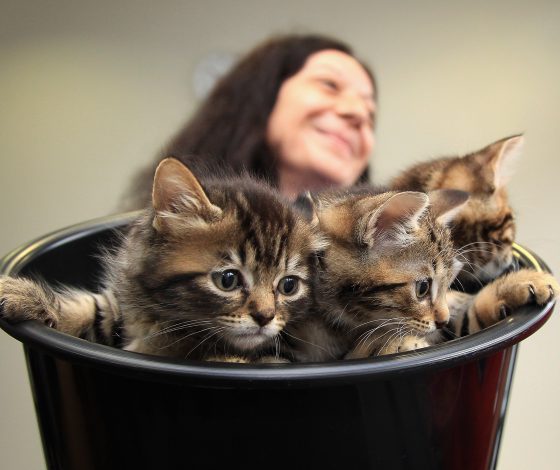 Планы на выходные 24-25 марта: «Сны об Армении», «Сплин» и милые пушистики