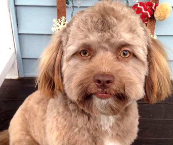 Самая популярная собака в Интернете: за что на нее обрушилась слава?