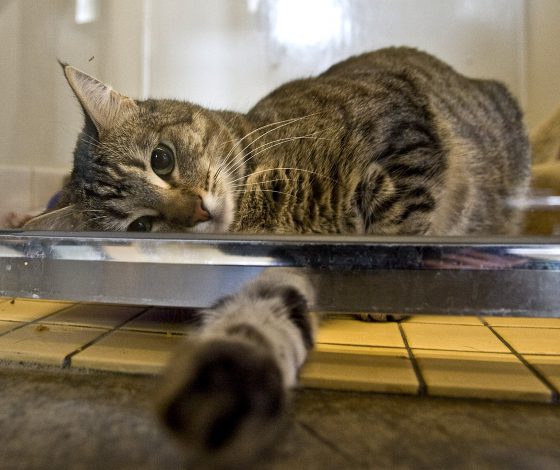 Звезды требуют наказать живодерок из Алтайского края. Что можешь сделать ты?