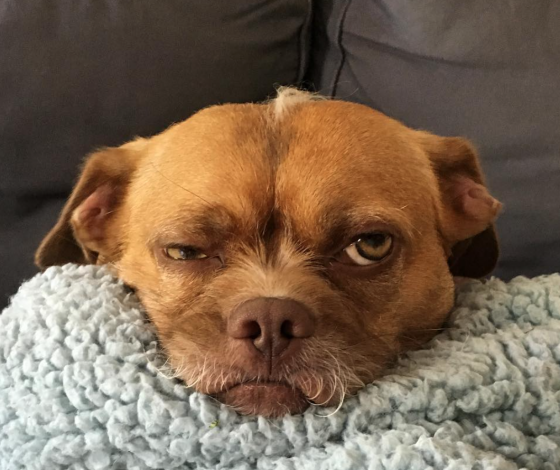 Нужно подписаться: собака, которая умеет показывать эмоции