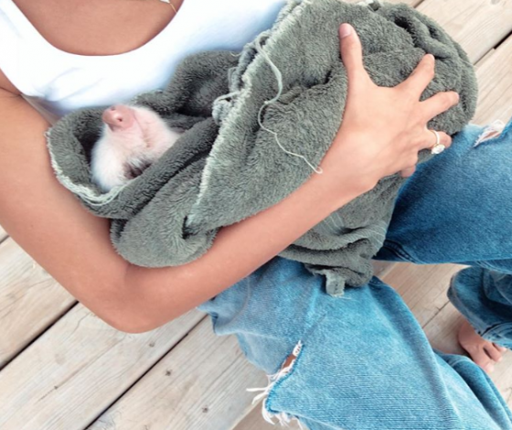 Сколько стоит новый друг Джастина Бибера?