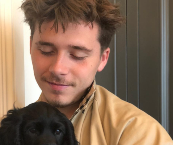 Казалось, что еще милее быть нельзя, но они завели собаку! Все о новом питомце Бекхэмов