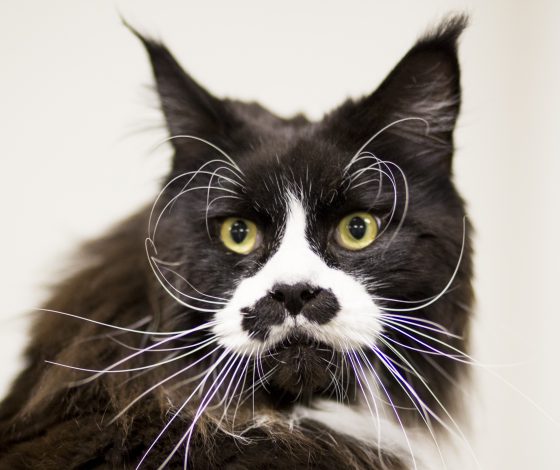 Видео дня: кот поет грузинские песни