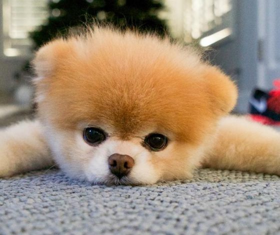 Умер самый милый шпиц Интернета. Что написала его хозяйка?