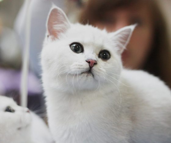 5 клипов ВКонтакте, которые ты сохранишь