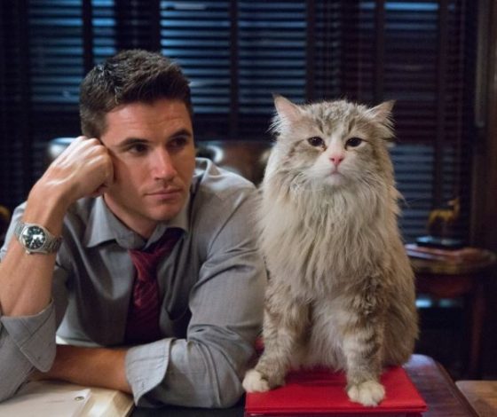 Почему кошки дерут мебель