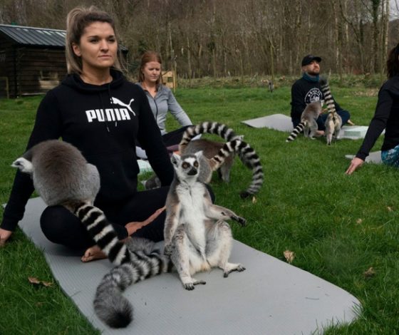 Это очень мило! Британцам предложили заниматься йогой с лемурами!