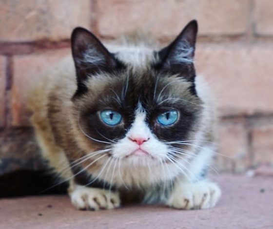 Вспоминая Грампи! Рассказываем всю историю самого хмурого кота в мире!