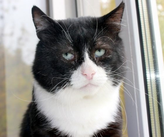 Это очень трогательно! Самый милый (и грустный) кот в Сети ищет хозяина