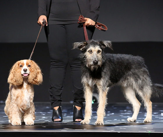 «Леди и Бродяга» и история сестры Санта-Клауса: что еще ждать от Disney