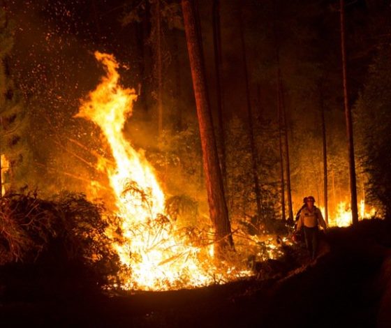 В Сибири из-за пожаров задыхаются животные! Рассказываем, как им можно помочь