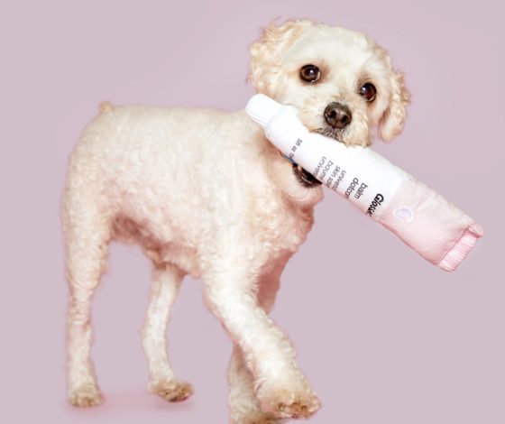 Ты их захочешь, даже если у тебя нет собаки: крутые плюшевые игрушки для домашних питомцев