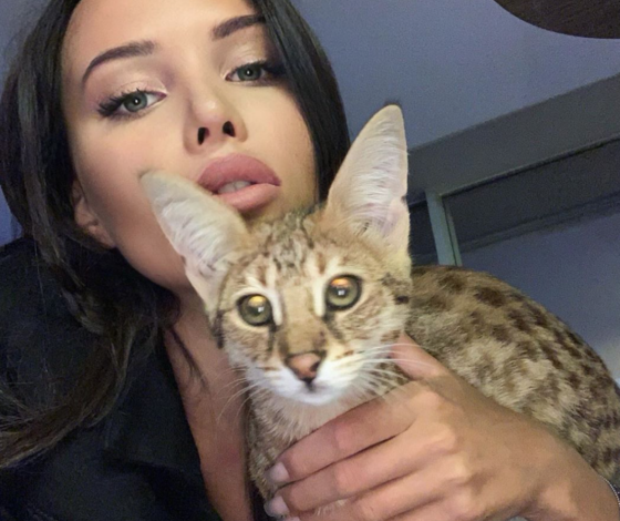 Цифра дня: сколько стоят коты Биберов и Анастасии Решетовой?