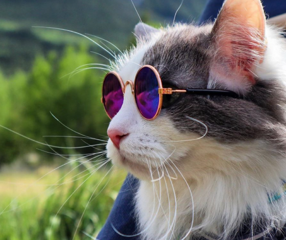 Instagram дня: у этого кота жизнь круче, чем у нас