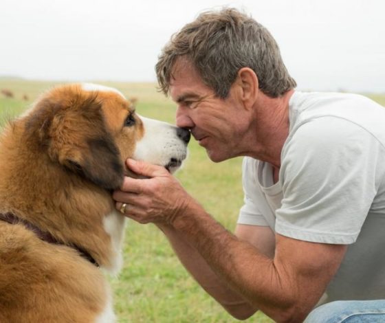 Doggy style с комфортом! Самые неприхотливые породы собак