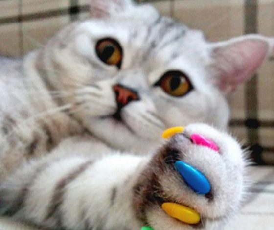 Трешачок от Марины: расческа для облизывания пса и кошачий наполнитель вместо скраба для лица