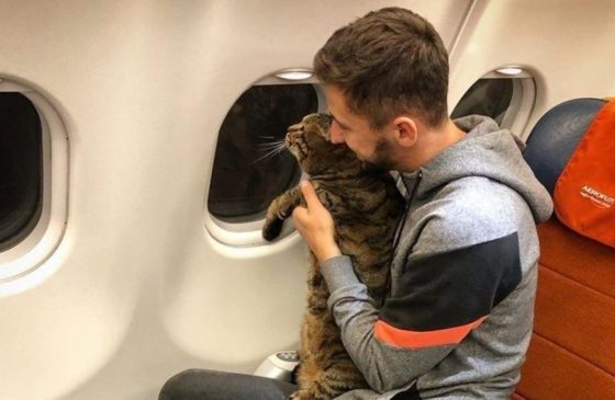 Достойно! Что хозяин кота Виктора предложил «Аэрофлоту»?