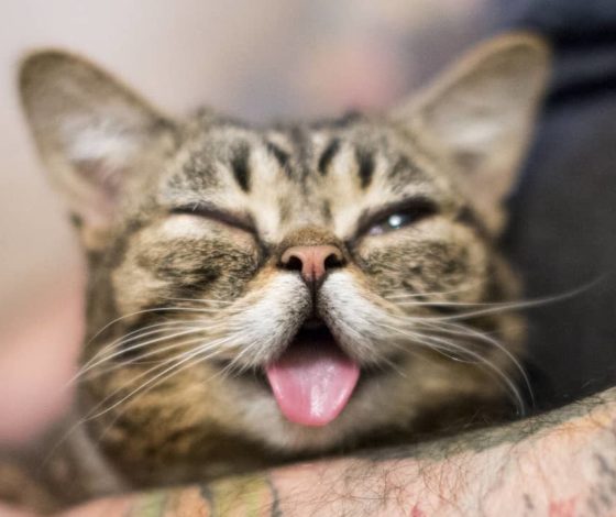 Самая грустная новость дня: умерла знаменитая кошка-мем с высунутым язычком