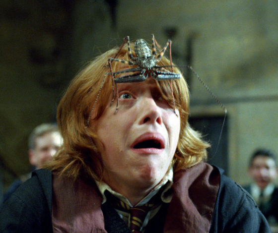 На долю Австралии выпало очередное природное испытание: пауки