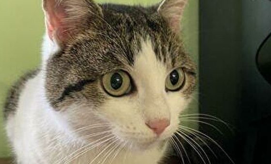 Кошку продают за 20 млн рублей на Avito. Хозяин утверждает: она уникальная