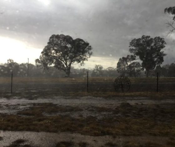 Остаться в живых: что происходит после пожаров в Австралии