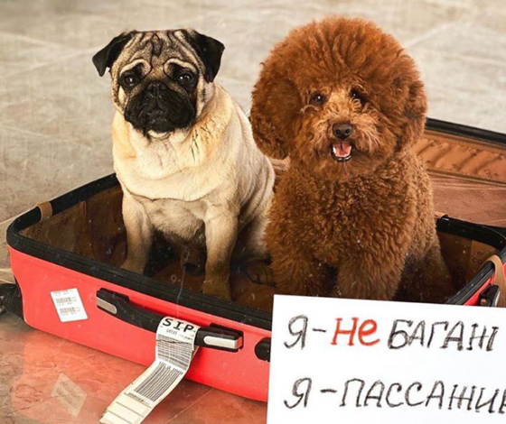 «Я не багаж, я пассажир»: в Сети запустили хэштег в поддержку животных