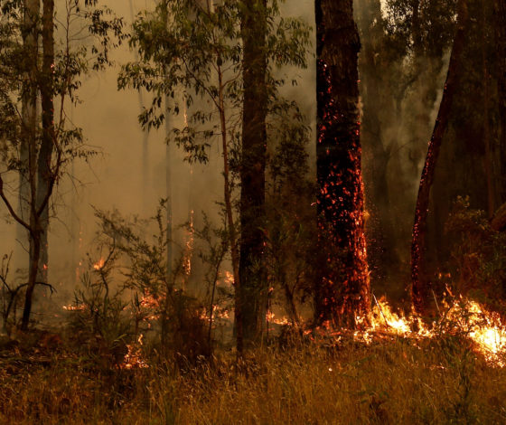 Пожары в Австралии: собрали актуальную информацию и объясняем, почему это касается всех
