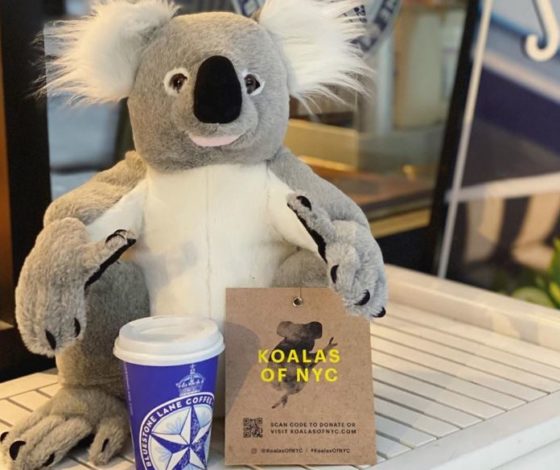В помощь Австралии: по всему Нью-Йорку развесили плюшевых коал