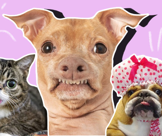 Лысый попугай, коротконогий сфинкс и кот-вампир: собрали самых смешных питомцев Instagram