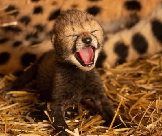 Научный прорыв: детеныши гепарда родились с помощью ЭКО