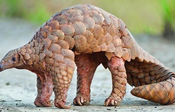 Названо животное, переносчик коронавируса, - панголин